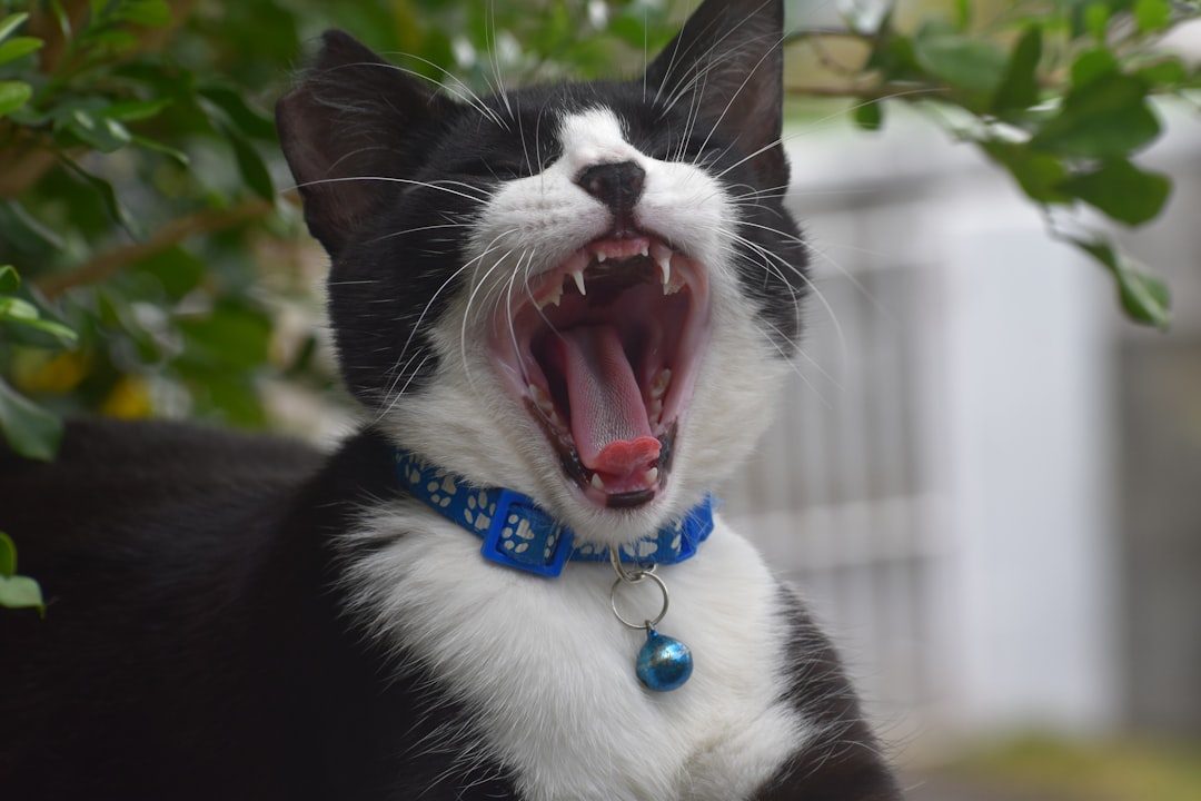 11. Sudden Aggression or Biting (Image Credits: Unsplash)