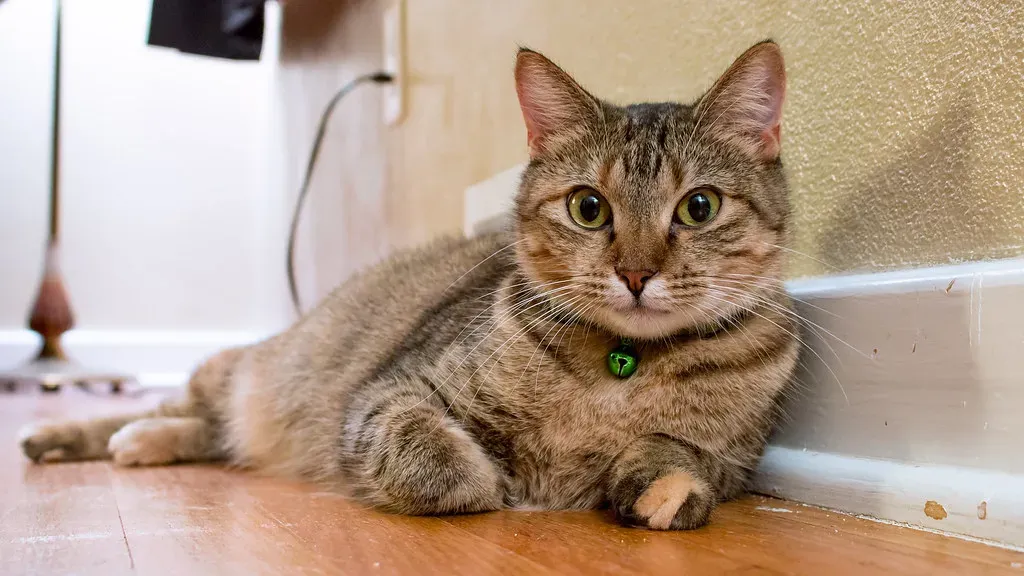 Cats Also Slow Blink At Each Other (Image Credits: Flickr)