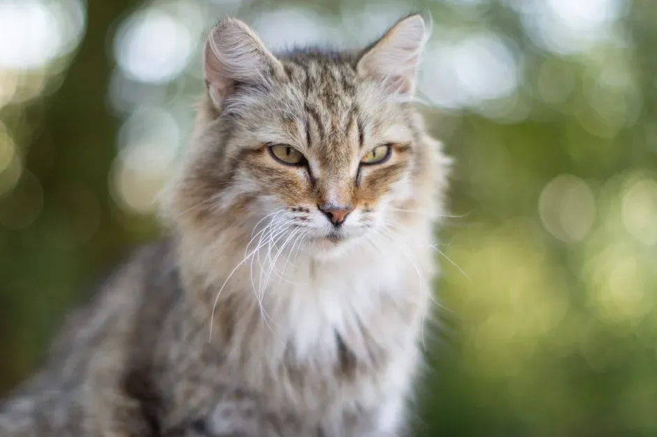#7 Encountering a Cat Spirit Today Still Carries Personal Meaning (Image Credits: Pexels)