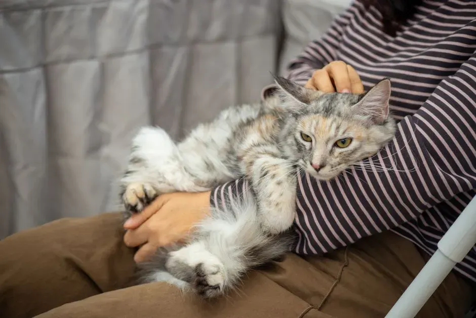 6. Build a Short Bonding Ritual: Brushing, Scritches, or Lap Time (Image Credits: Pexels)