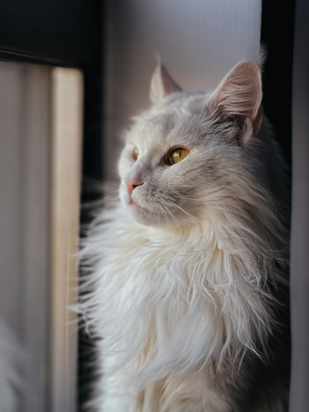 They Communicate With Chirps Instead of Meows (Image Credits: Unsplash)