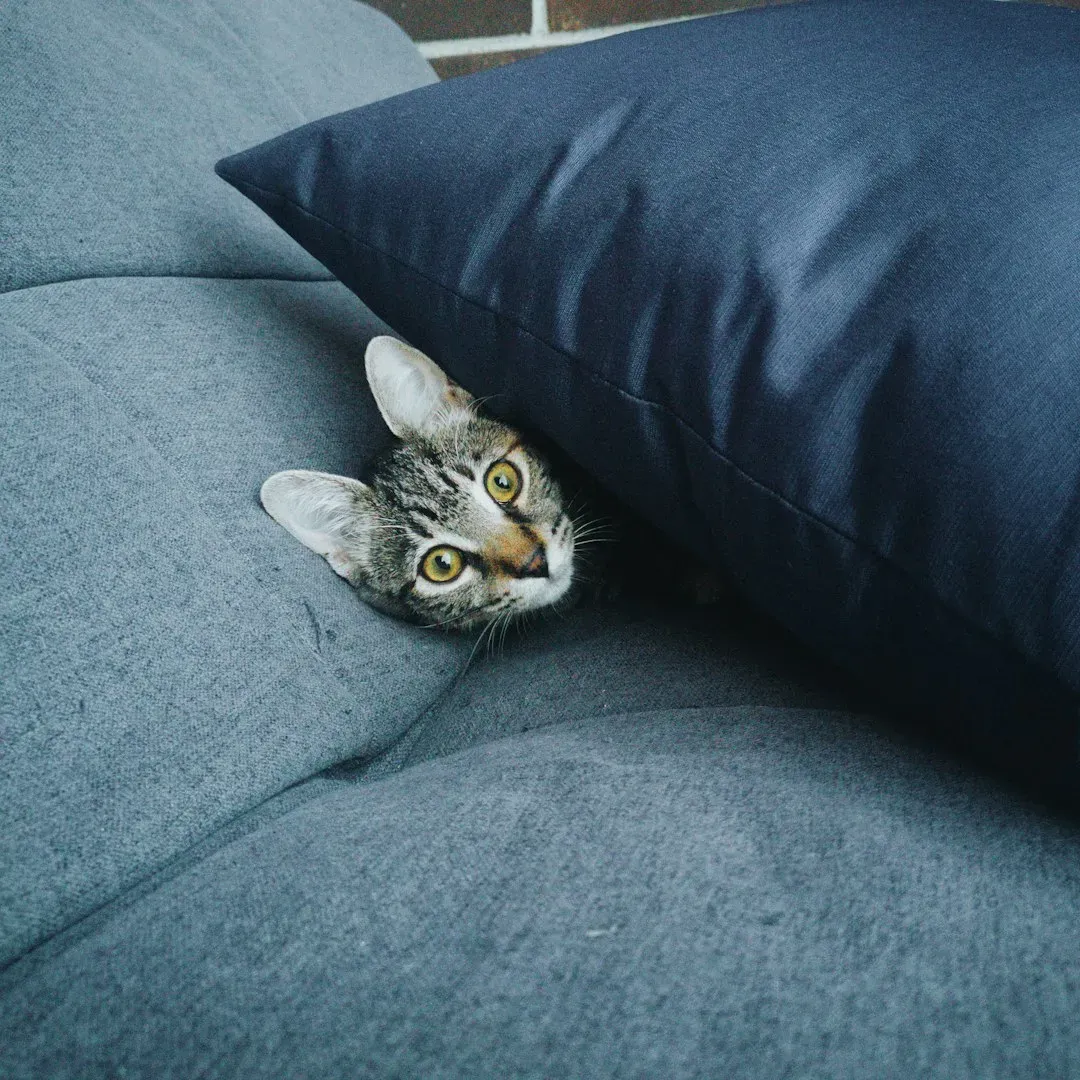 Between Couch Cushions (Image Credits: Unsplash)