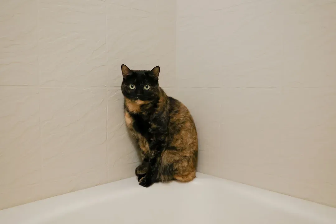 Your Cat Is Claiming You (And the Bathroom) as Theirs (Image Credits: Unsplash)
