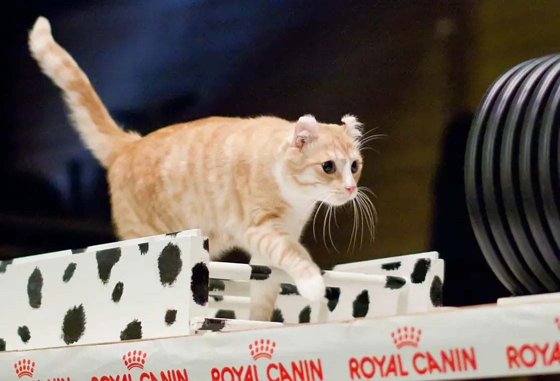 Conclusion (Image Credits: Wikimedia)