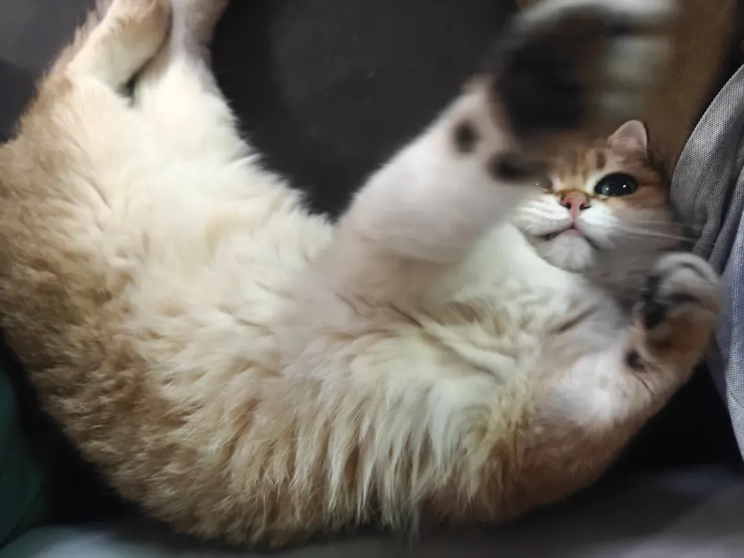 The Vulnerable Belly Display: A Trust Trap (Image Credits: Unsplash)