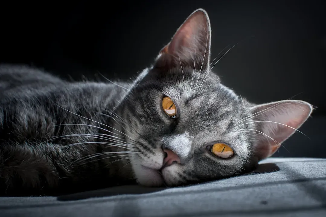 #14 - Losing Interest in Nighttime Hunting Instincts (Image Credits: Unsplash)