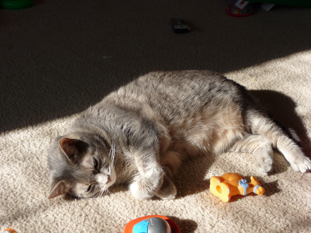 Watching Cat Videos Actually Improves Your Mood (Image Credits: Flickr)