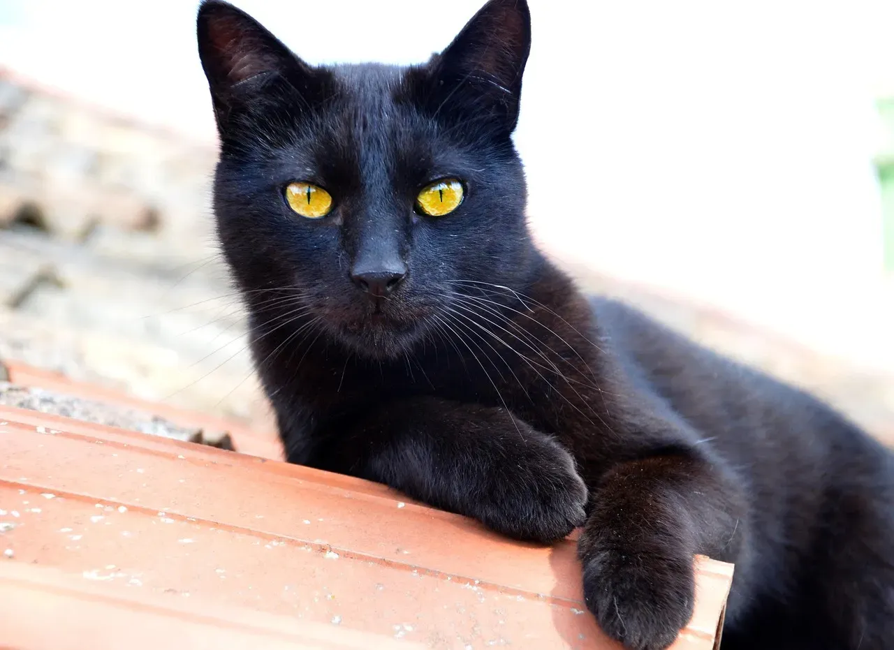 Myth 2: Black Cats Are Associated With Witches and Dark Magic (Image Credits: Pixabay)