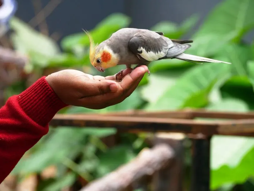 3. Reserving The Sweetest Affection Just For You (Image Credits: Pexels)