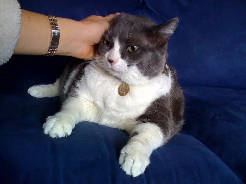 Purring in Social Situations (Image Credits: Flickr)