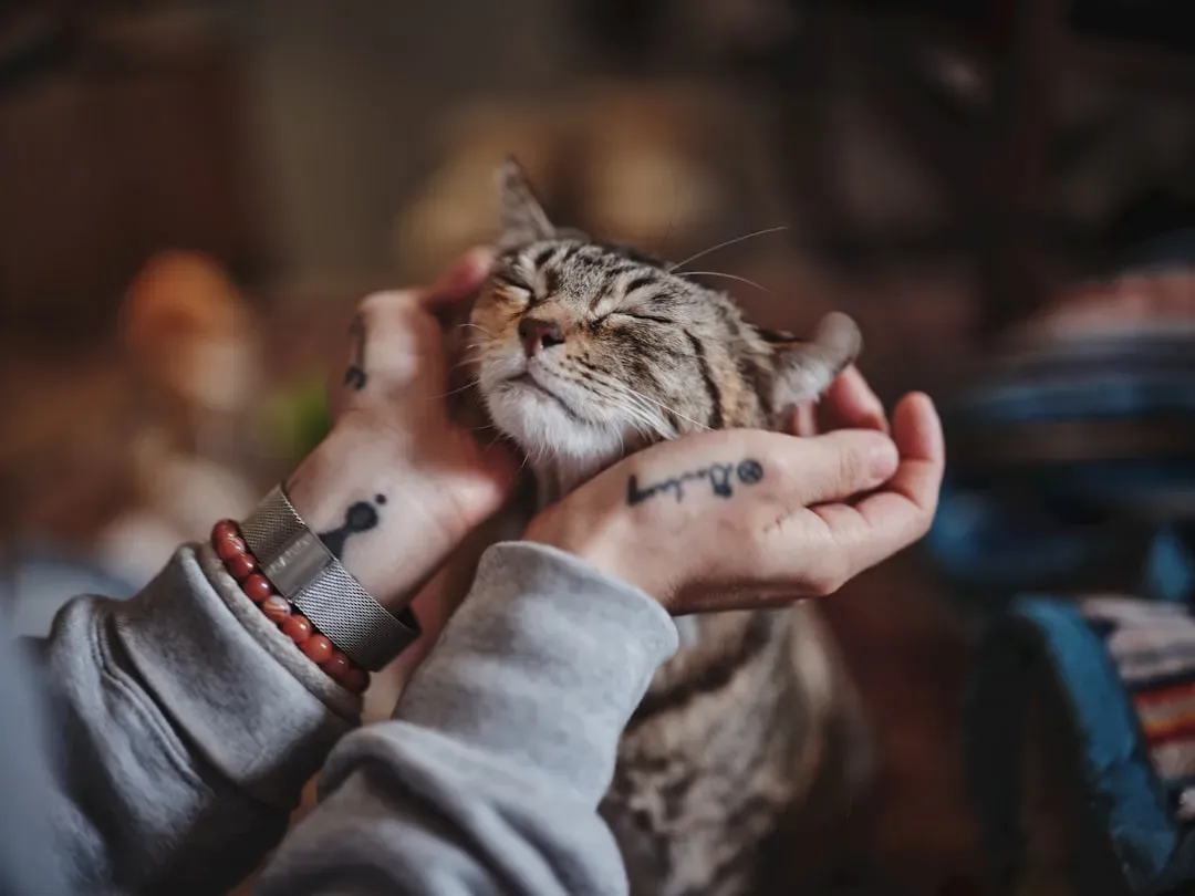 Signs Your Cat Actually Wants Petting (Belly or Otherwise) (Image Credits: Unsplash)