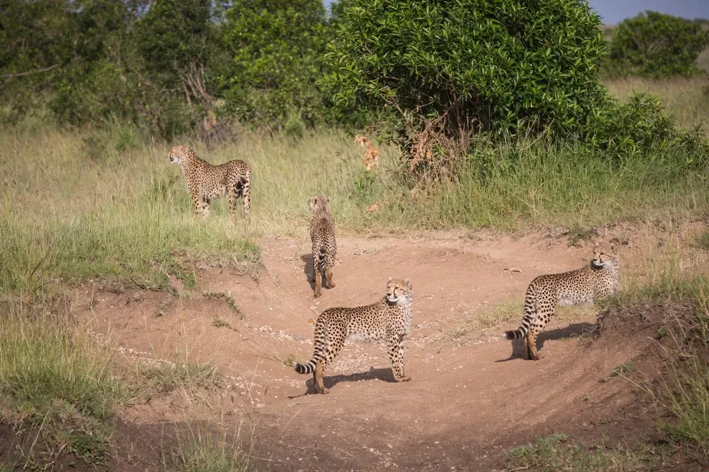 Conservation Funding Is Desperately Inadequate (Image Credits: Rawpixel)