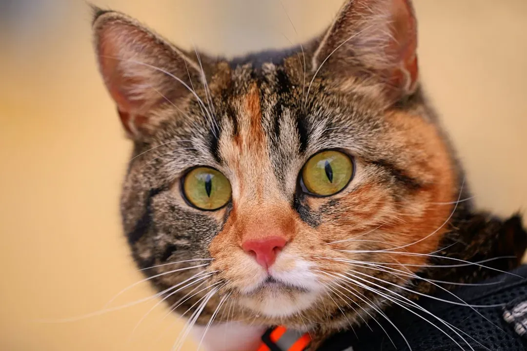 Ear Position Speaks Volumes (Image Credits: Unsplash)