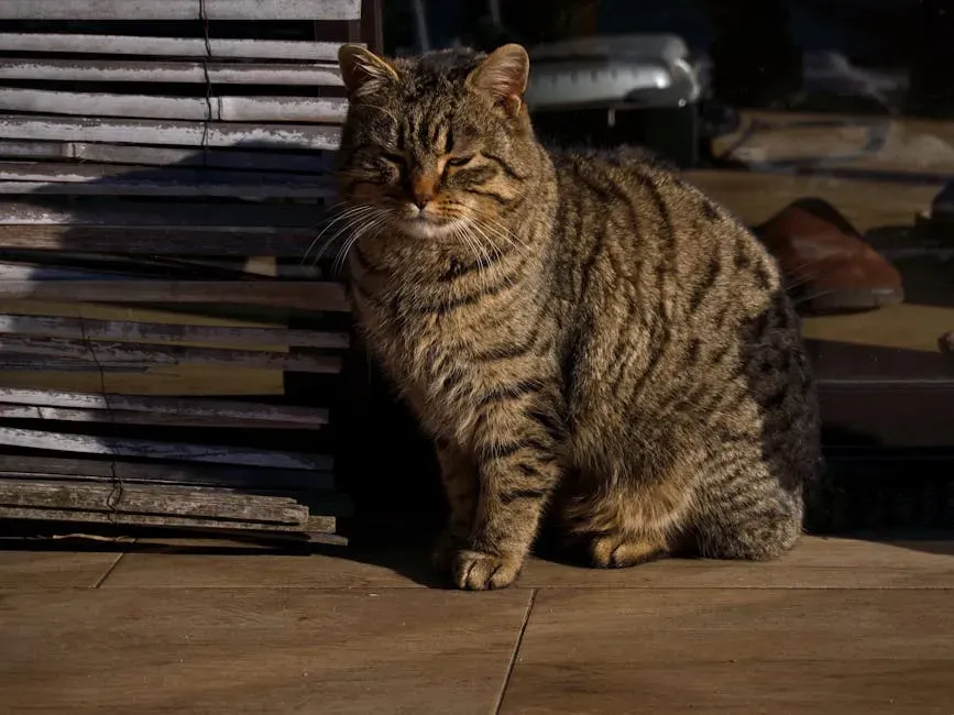 How Cats Domesticated Themselves (Sort Of) (Image Credits: Pexels)