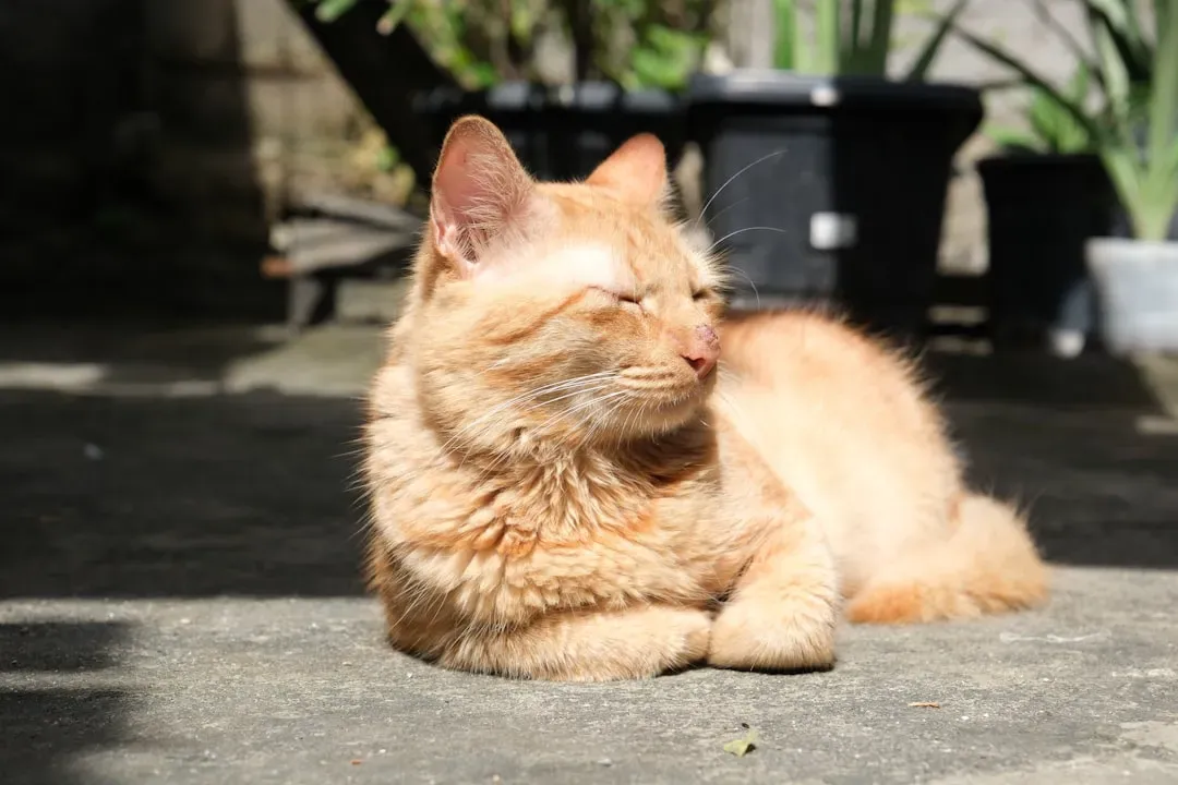 Sunlight Supports Your Cat's Skin, Coat, and Circadian Rhythm (Image Credits: Unsplash)