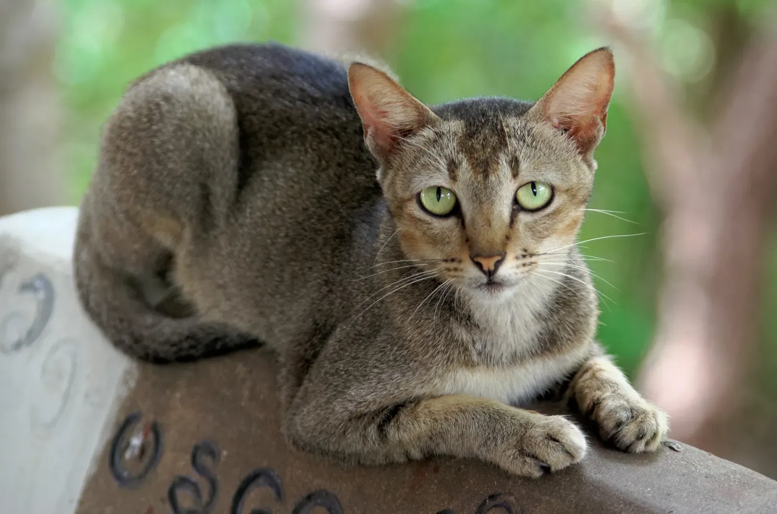 Understanding Your Cat's Complete Body Language (Image Credits: Wikimedia)