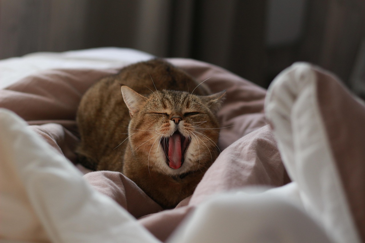 The Spiritual Dimension of Yawning (Image Credits: Pixabay)
