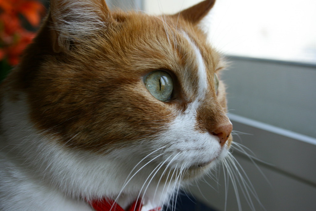 Learning and Curiosity (Image Credits: Flickr)