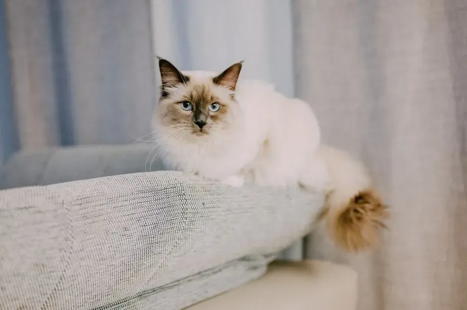1. Ragdoll: The Gentle Velcro Cat (Image Credits: Pexels)