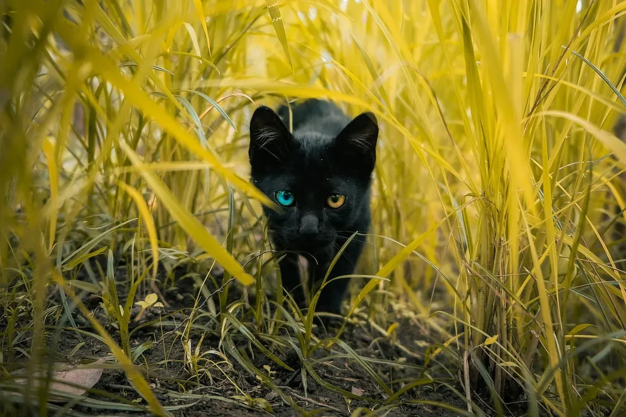 #4 - The Unbroken Stare Before a Warning Growl (Image Credits: Pixabay)