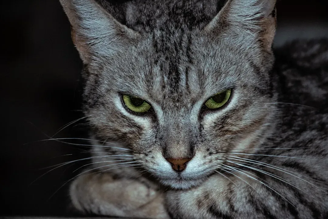 When the Stare Signals Something Worth Watching (Image Credits: Unsplash)
