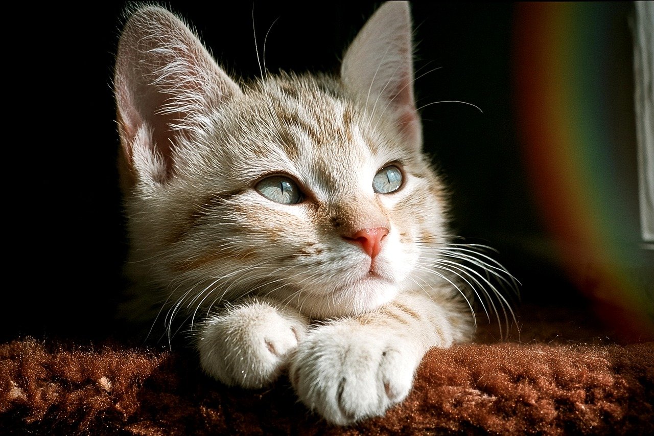 They Need Your Help Creating a Safe Environment (Image Credits: Pixabay)