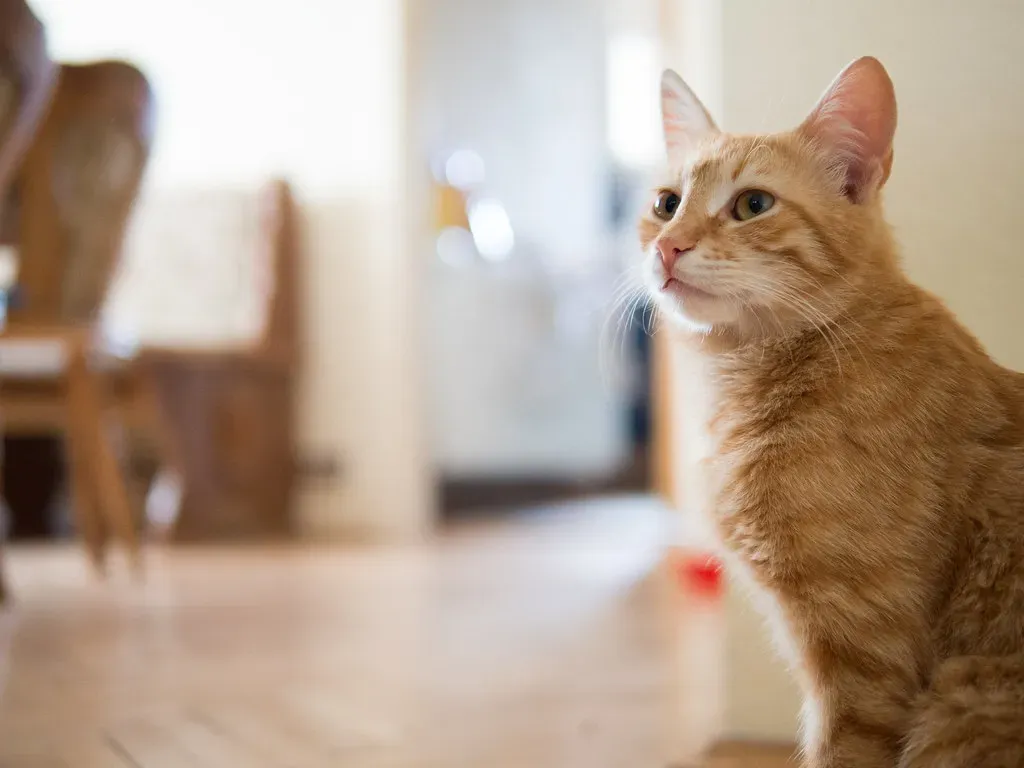 Creatures of Habit: Why Routine Is a Cat's Best Shield (Ivan Radic, Flickr, CC BY 2.0)