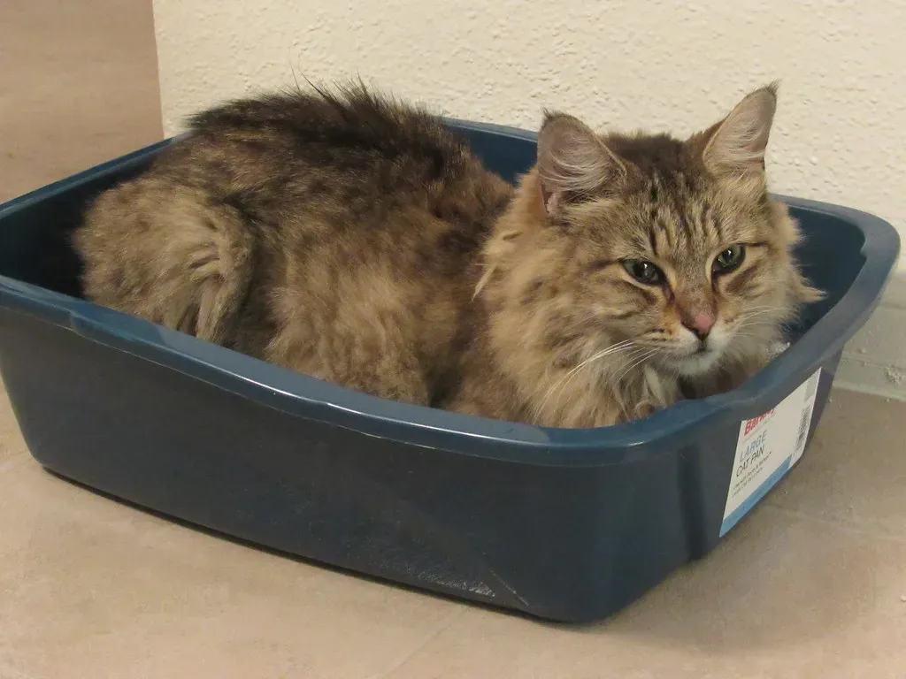 #7. A quiet, low-traffic litter box location (Image Credits: Flickr)