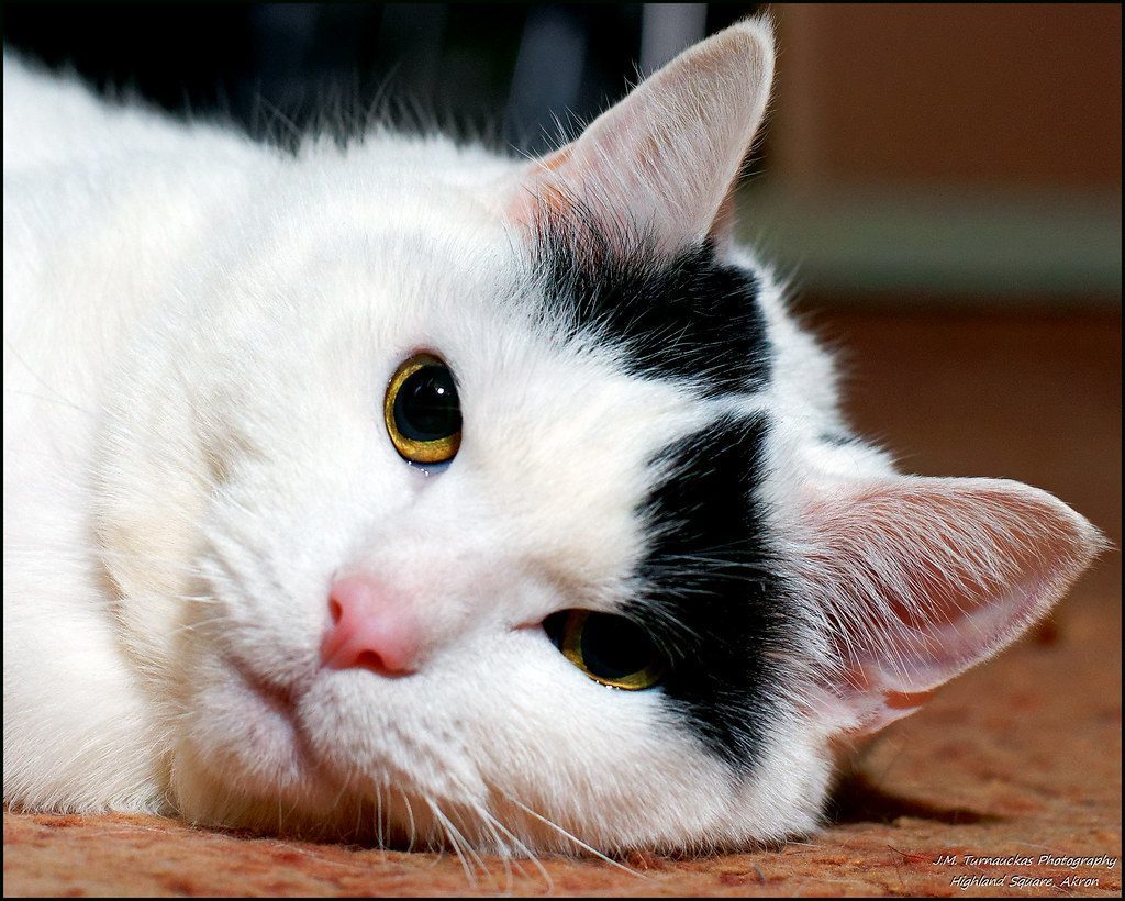 No Purring or Affectionate Sounds Around You (Image Credits: Flickr)