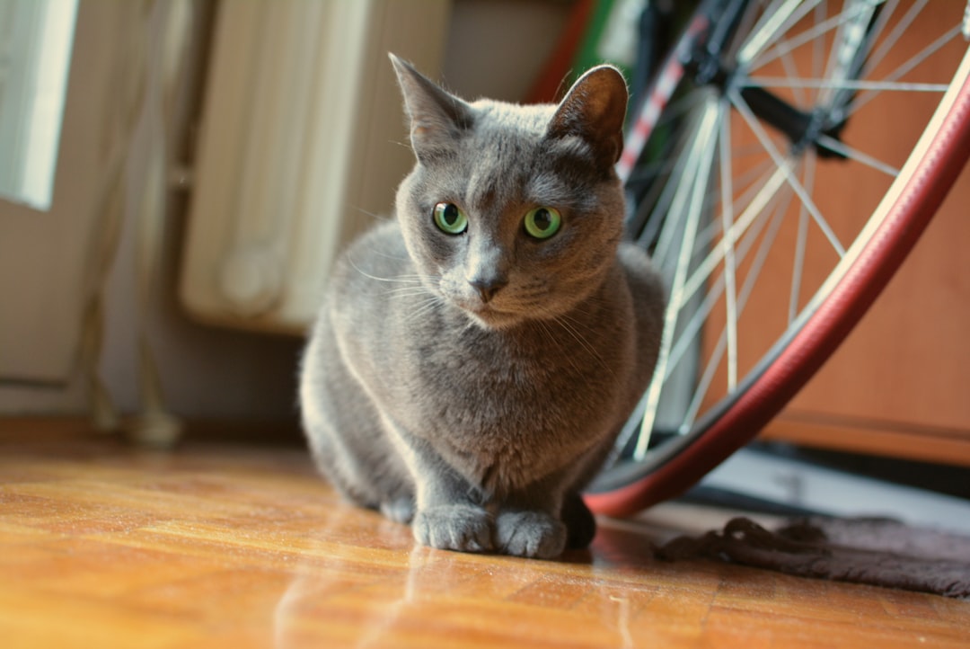 Russian Blue Cats: Silent but Strong (Image Credits: Unsplash)