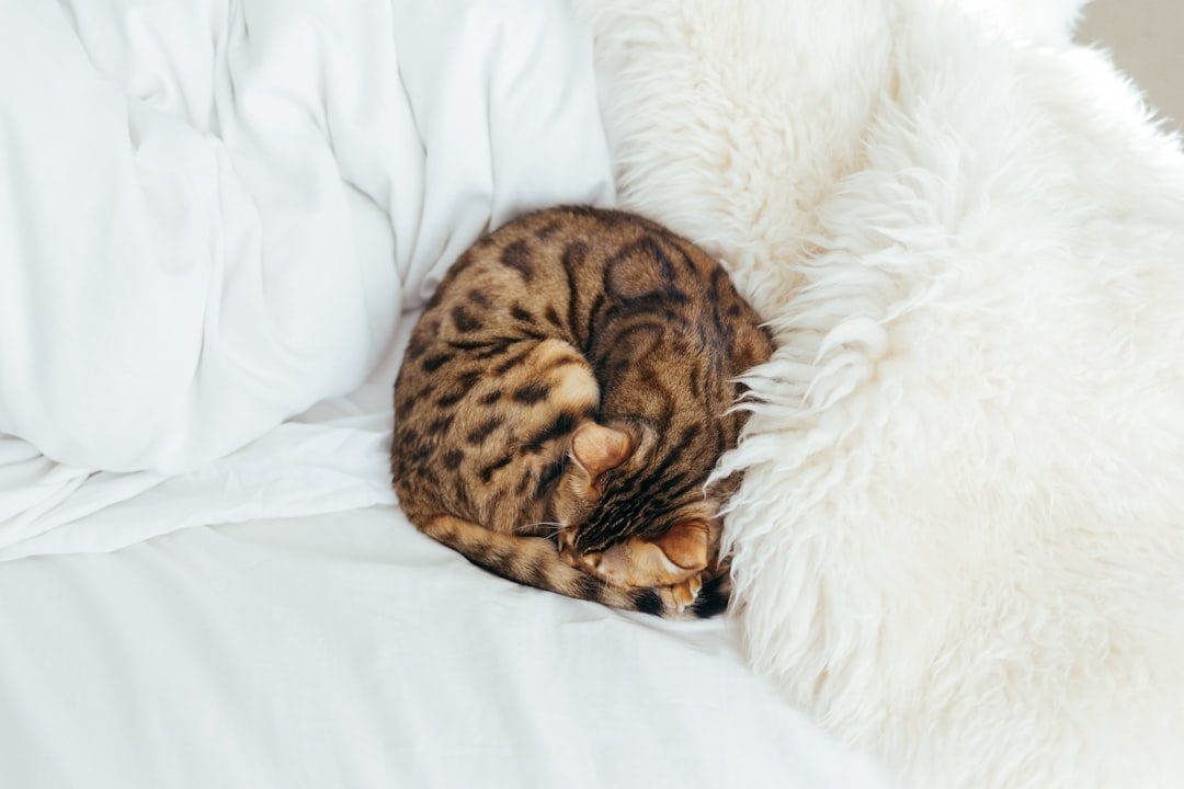 The Curled-Up Ball Position Reveals Temperature or Vulnerability (Image Credits: Unsplash)