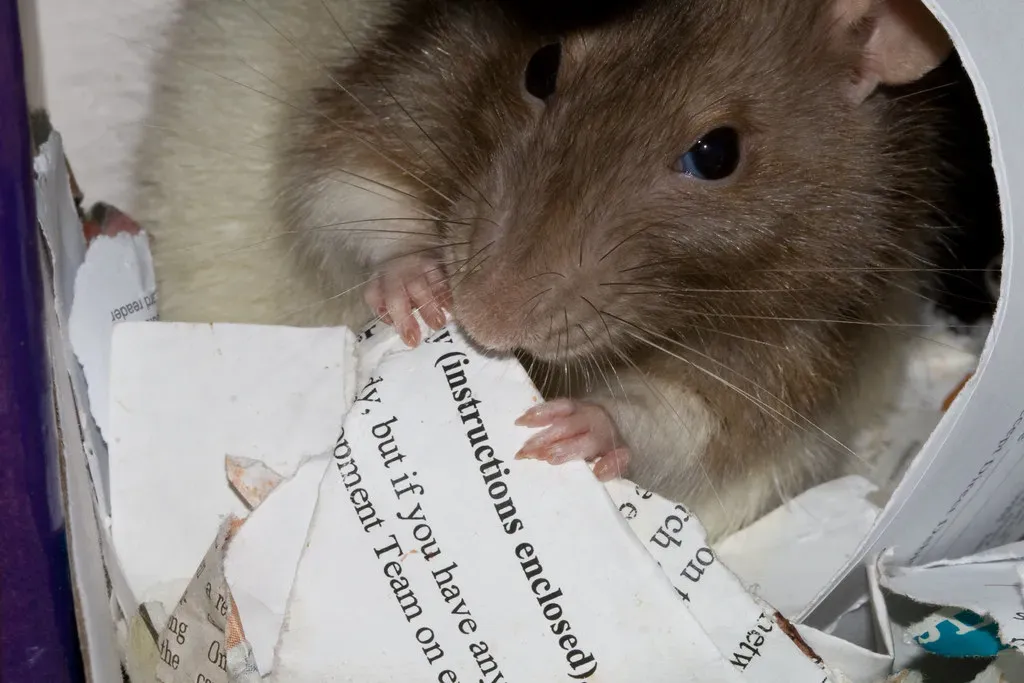 Shredded Material in Hidden Corners (Image Credits: Flickr)