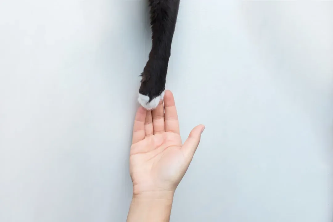 Finding Your Perfect Feline Match (Image Credits: Unsplash)