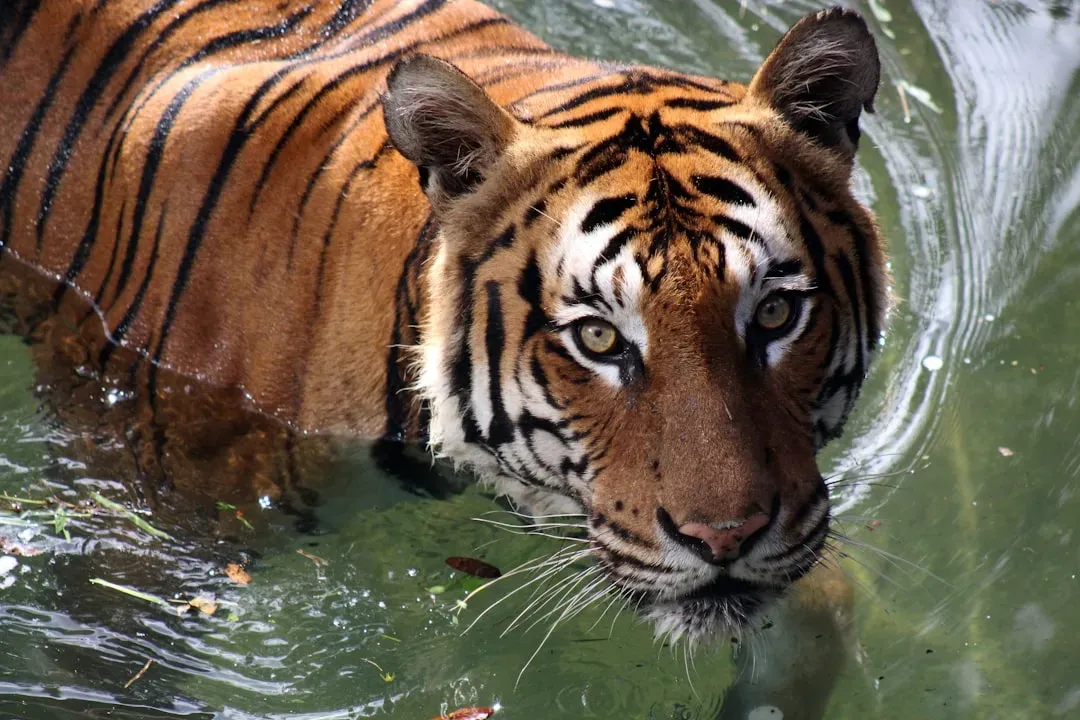 #1 Tigers lack the cooling system most mammals rely on (Image Credits: Unsplash)