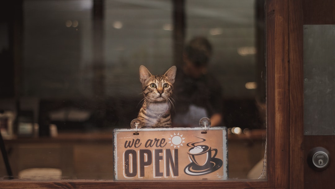 Whiskers and Soda Cat Cafe - Richardson's Newest Addition (Image Credits: Unsplash)