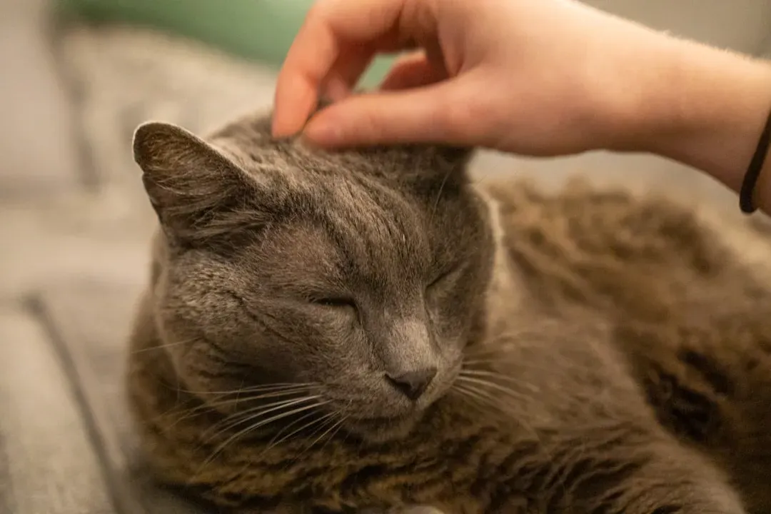 What to Avoid When Treating Cat Fleas (Image Credits: Unsplash)