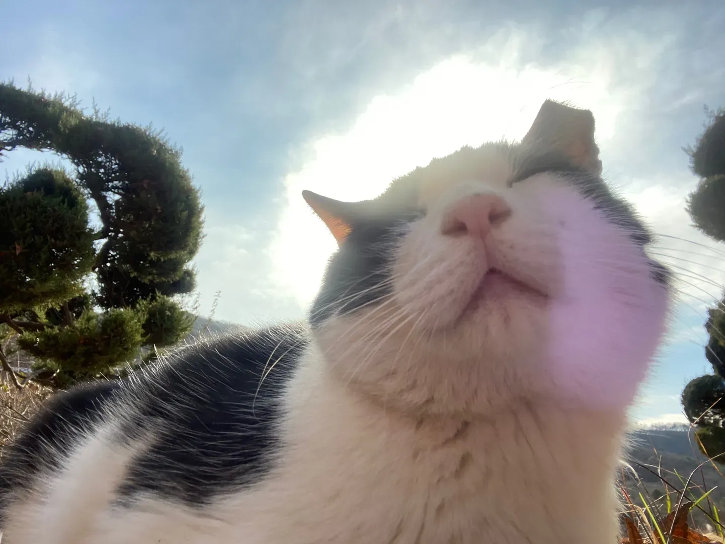 The Vitamin D Myth: It's Not What You Think (Image Credits: Wikimedia)