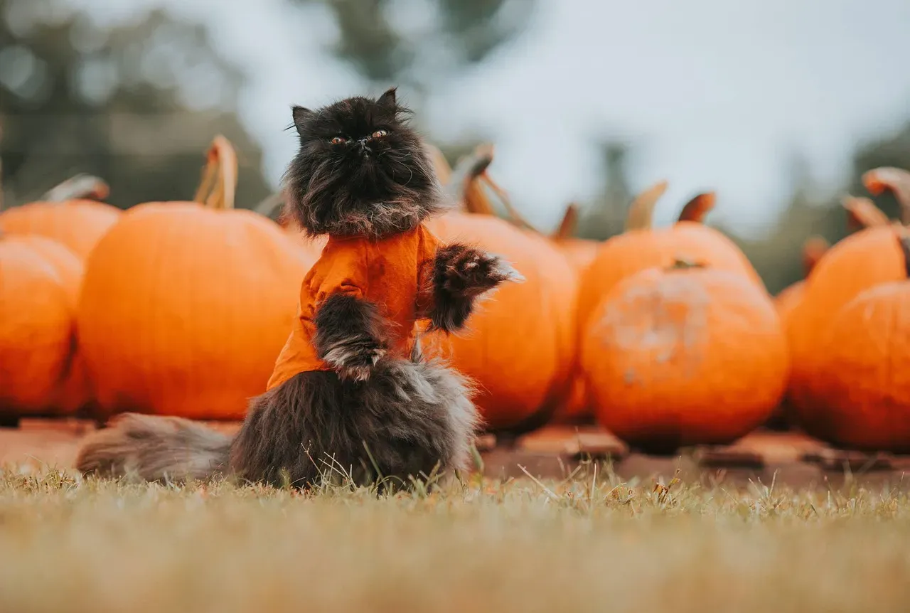 Conclusion: Pumpkin as a Helpful Addition to Your Cat's Diet (Image Credits: Pixabay)