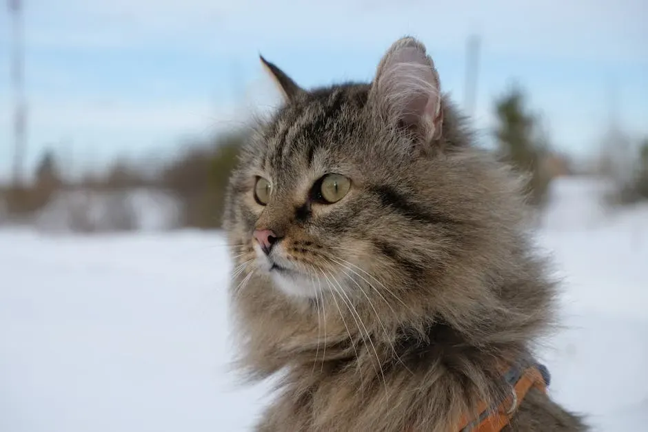 4. The Siberian Cat: Patient, Grounded, and Deep-Bonding (Image Credits: Pexels)