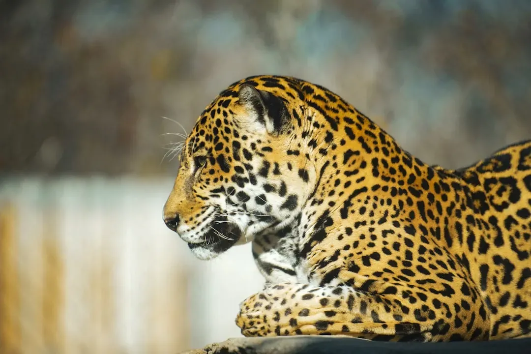 How Jaguar Coalition Behavior Compares to Lions and Cheetahs (Image Credits: Unsplash)