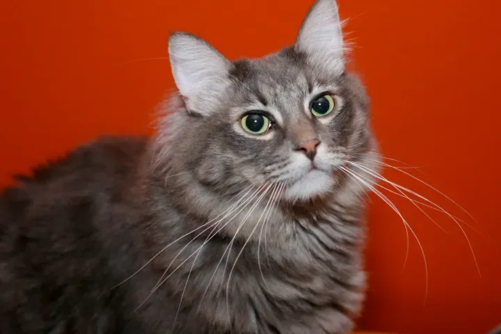 The Communication Network Between Cats (Image Credits: Flickr)