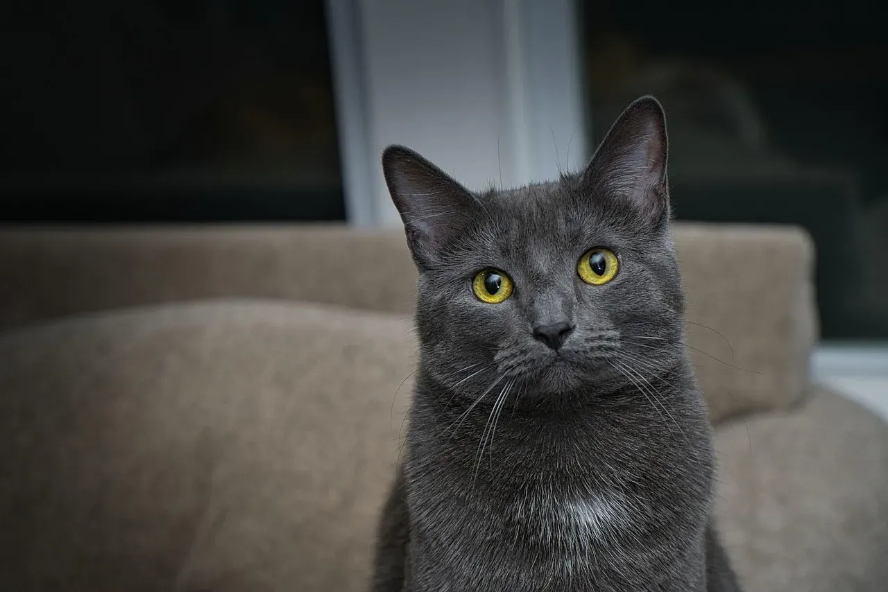 #9 - Chartreux: The Rare French Blue With Serious Health Advantages (Image Credits: Pixabay)