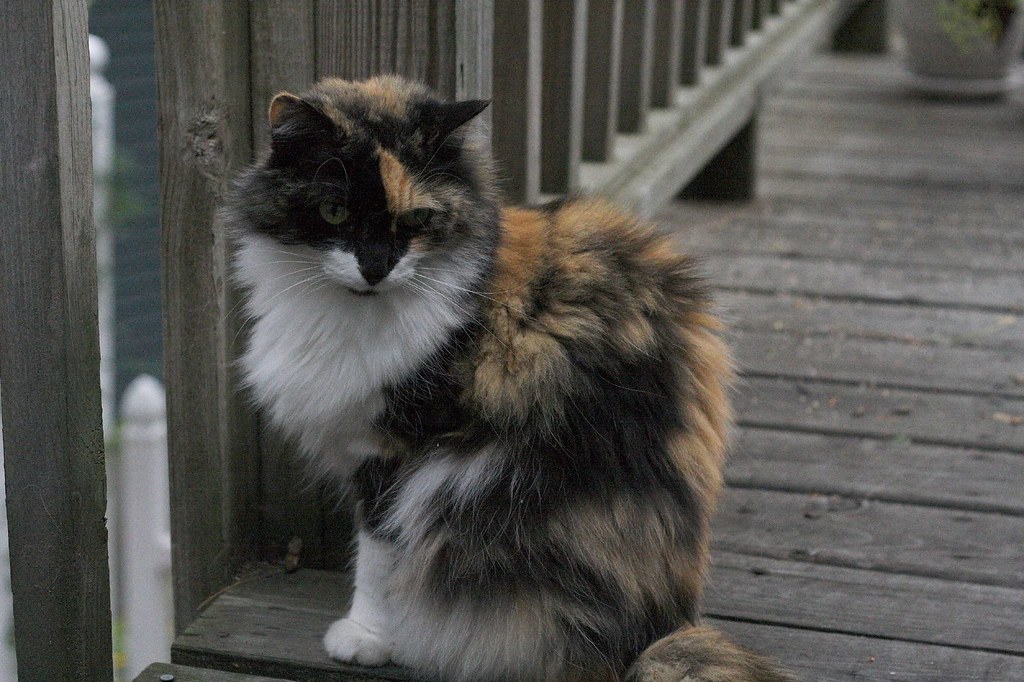 People with Severe Cat Allergies (Image Credits: Flickr)