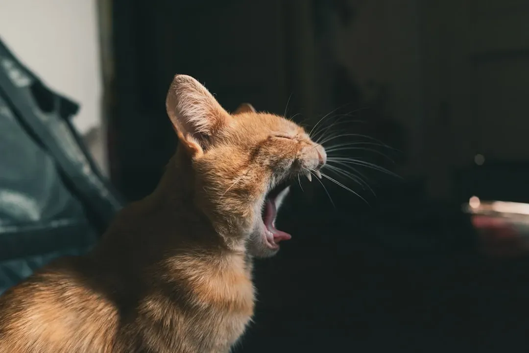 Nighttime Vocalizations: More Than Just Noise (Image Credits: Unsplash)