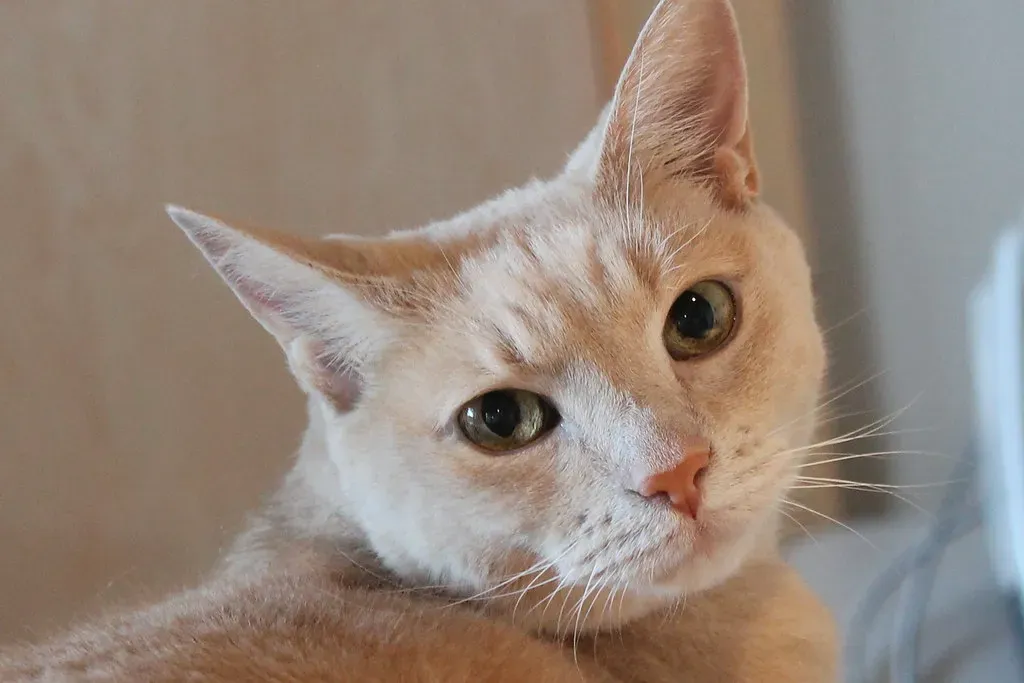 They Actually Know Their Own Name (mariposavet, Flickr, CC BY 2.0)