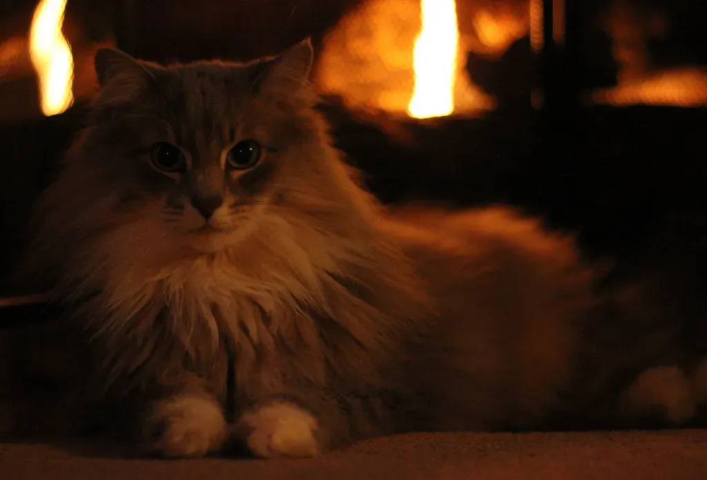 10. Turning Their Back to the Fire or Heat Source (austinpaulwhite, Flickr, CC BY 2.0)