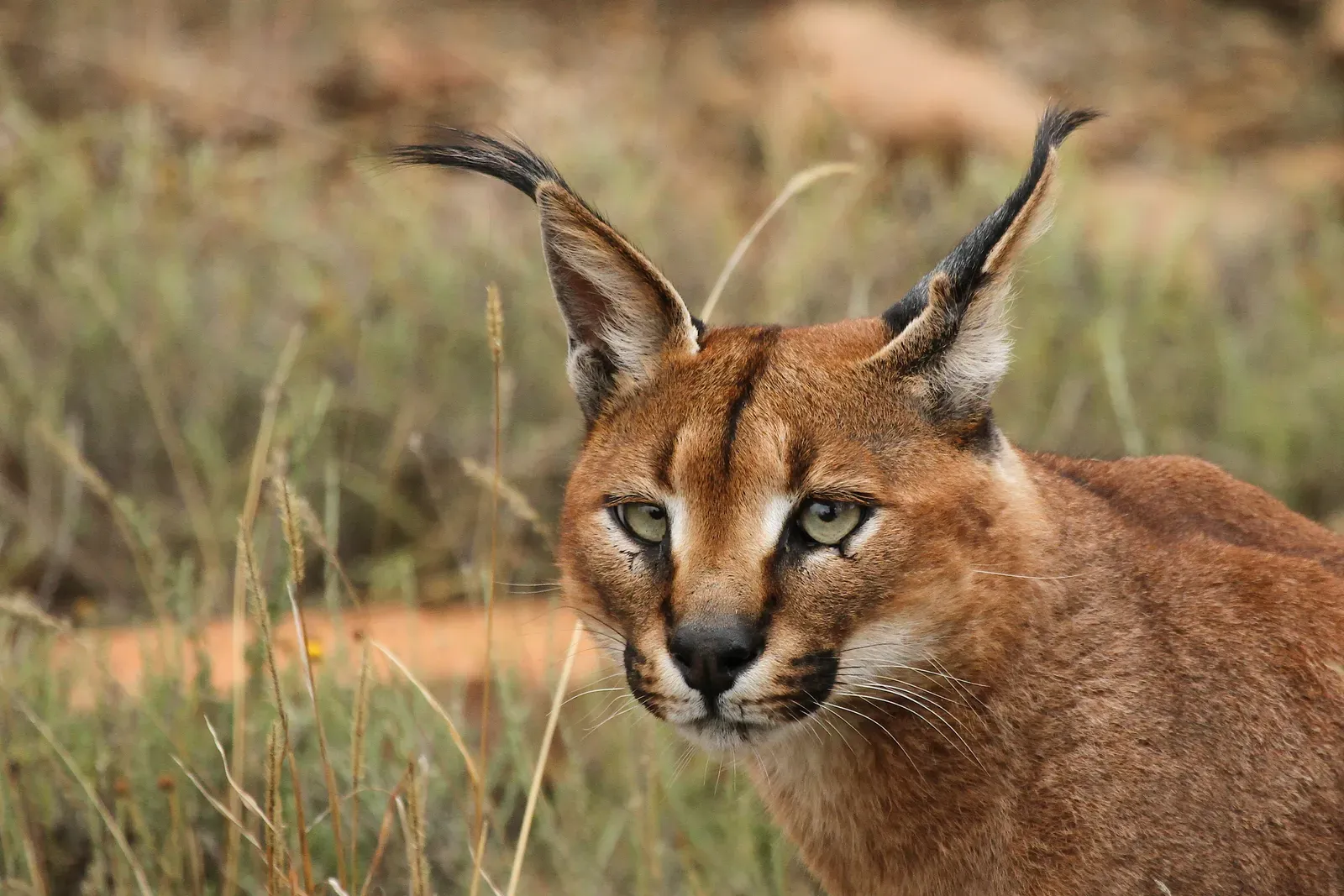 Conclusion: Rethinking What “Cat” Really Means (By Leo za1, CC BY-SA 3.0)