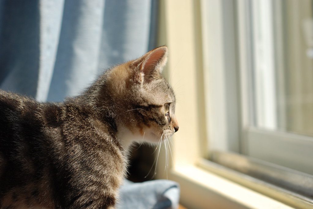 Conclusion: The Verdict on Feline Nosiness (Image Credits: Flickr)