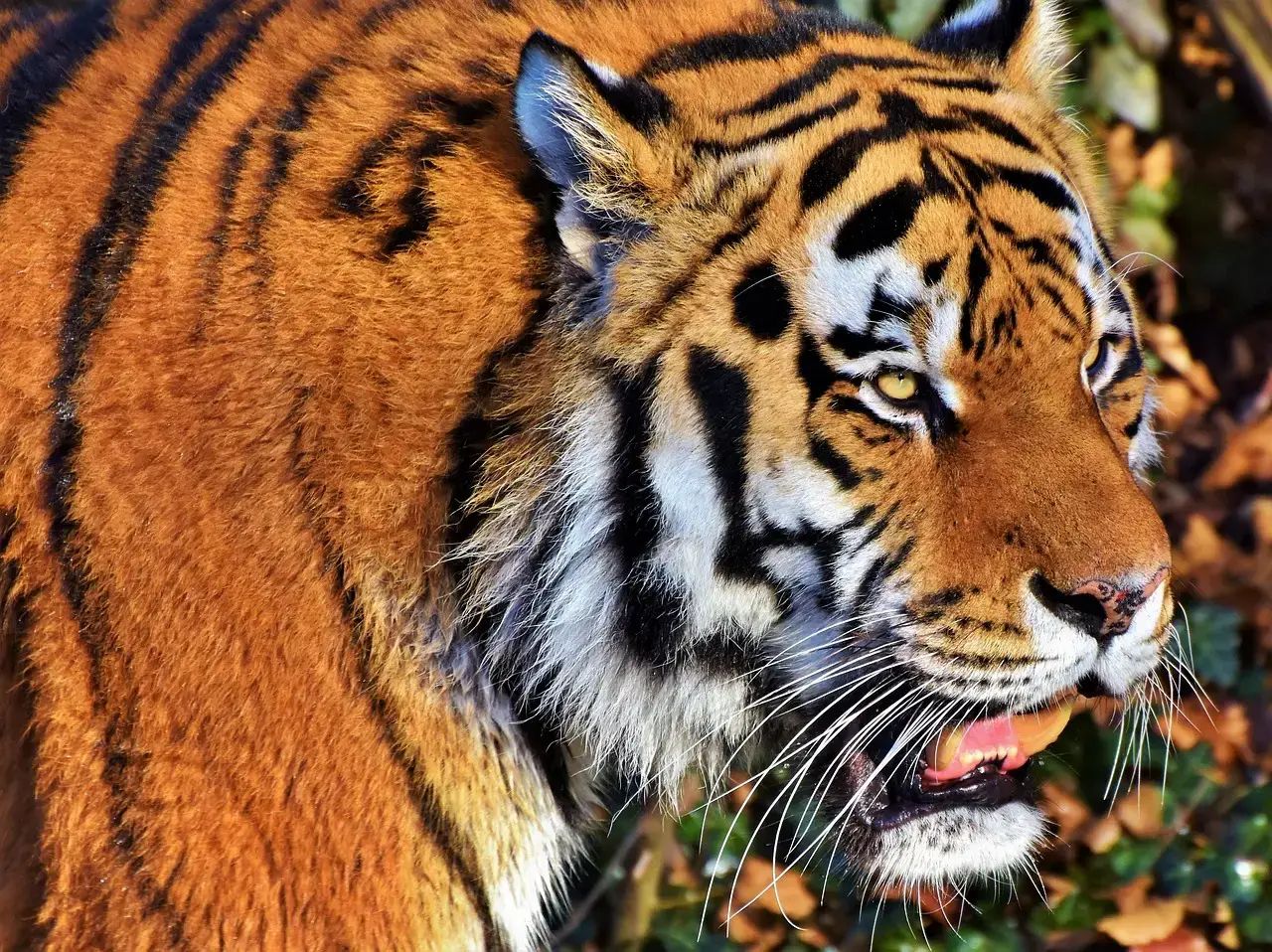 Myth 5: Wild Cats Are Descended Directly from Lions and Tigers (Image Credits: Pixabay)