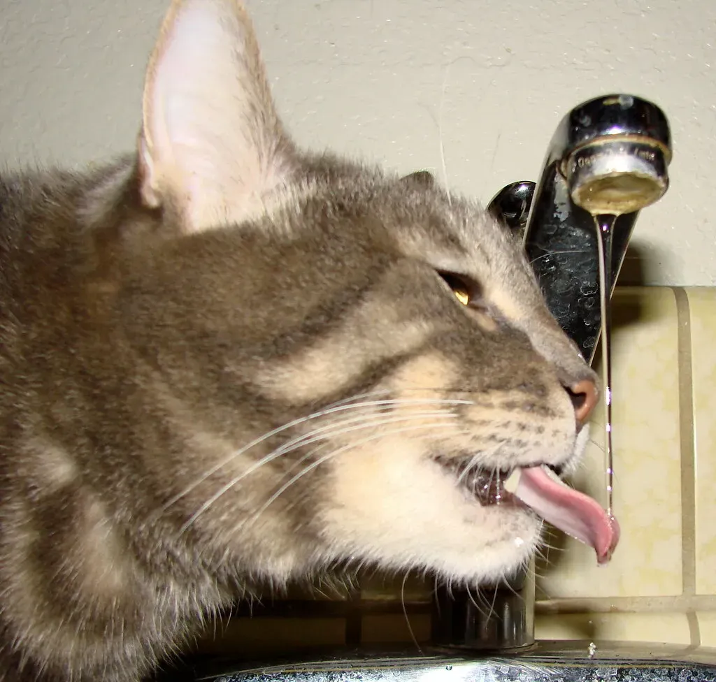 When Drinking Too Much Is a Warning Sign (*~Dawn~*, Flickr, CC BY 2.0)